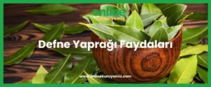 Defne Yaprağı Faydaları